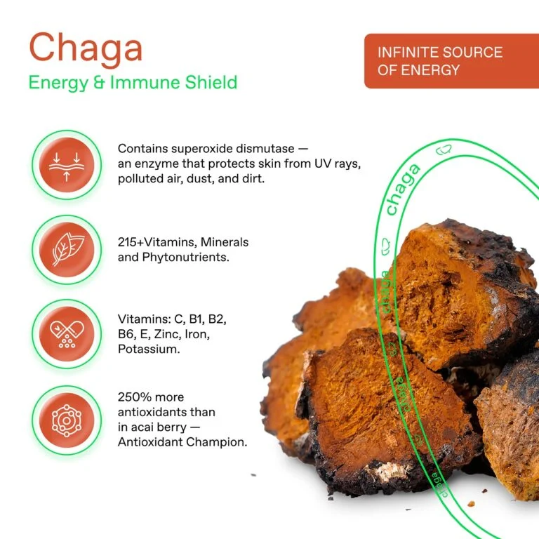 Chaga Pilzkaffee